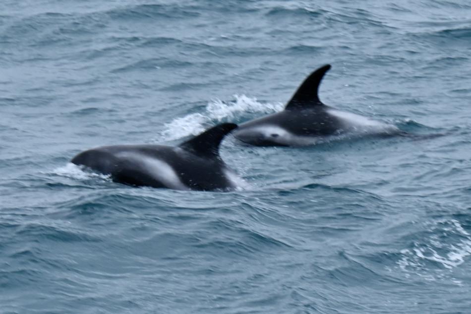 white-beaked dolphins