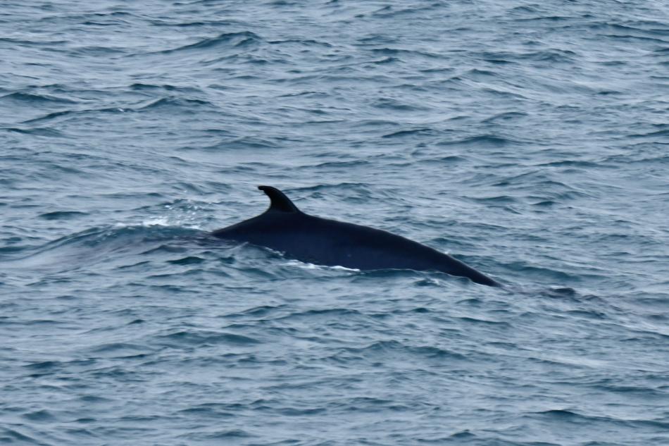 minke whale