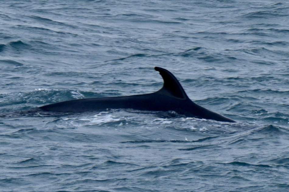 minke whale