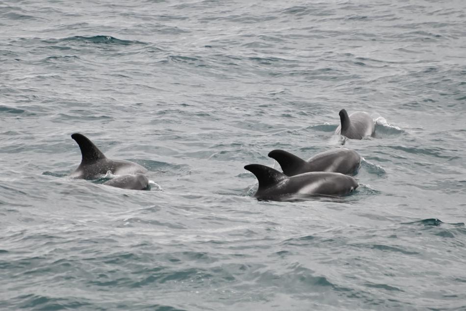 white-beaked dolphins