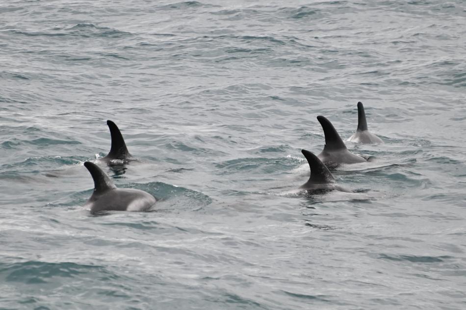 white-beaked dolphins
