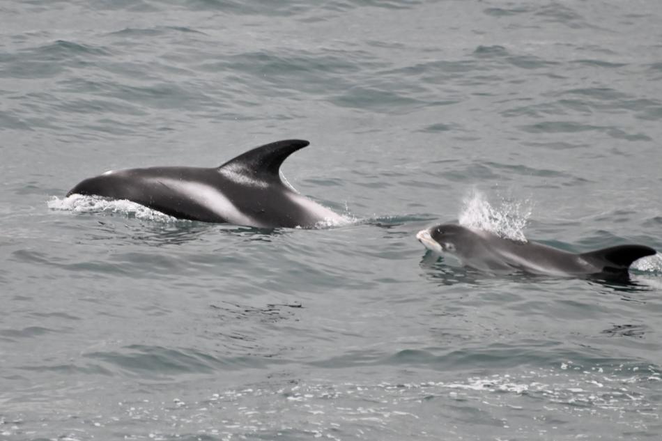 white-beaked dolphins