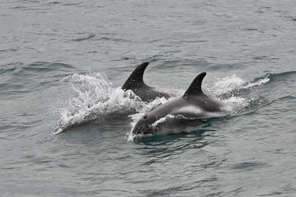 white-beaked dolphins