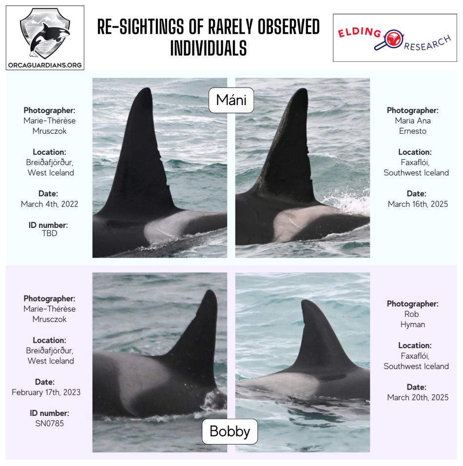 infograph of orca sightings
