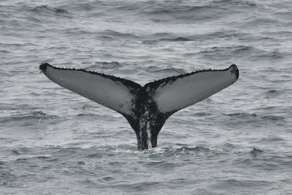 humpback whale fluke