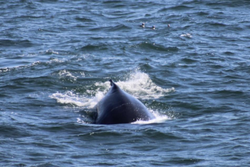 humpback whale dorsal fin