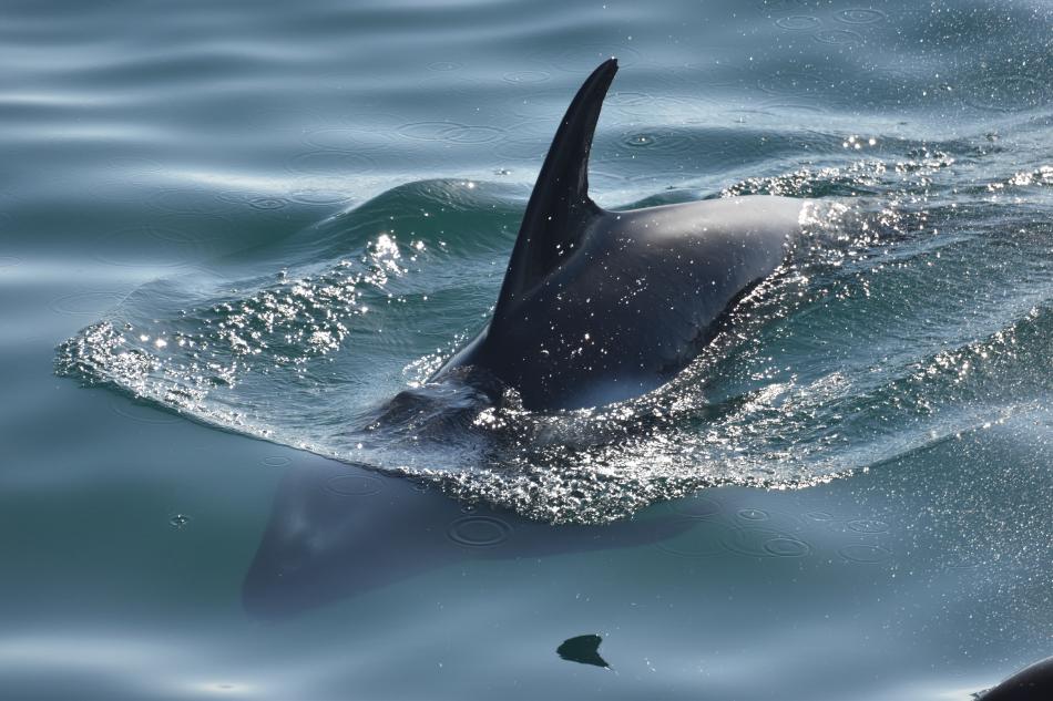 white-beaked dolphin
