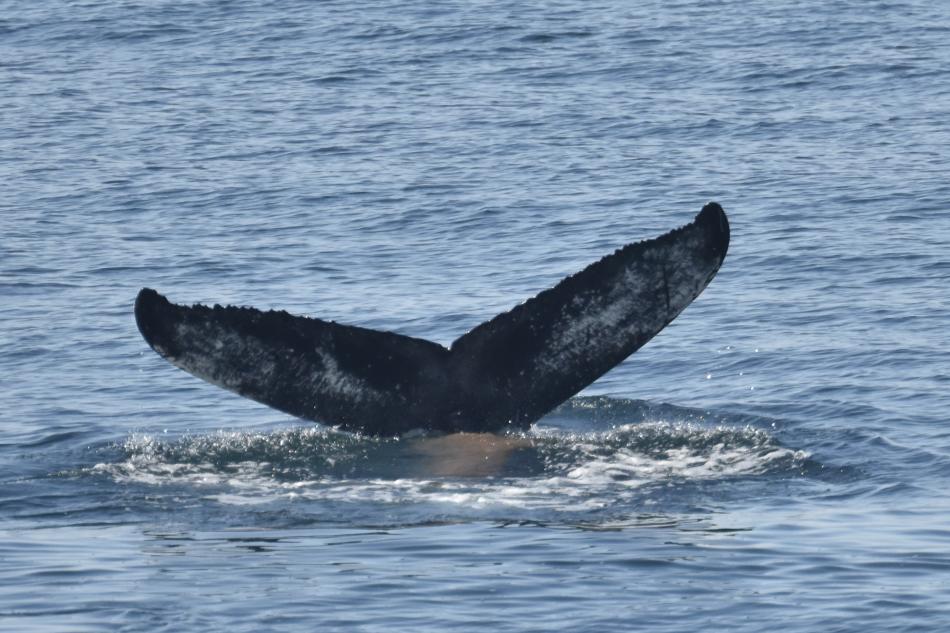 humpback whale fluke