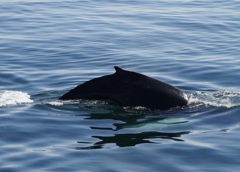humpback whale dorsal fin