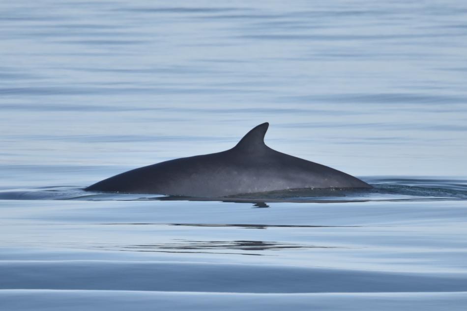 minke whale dorsal fin