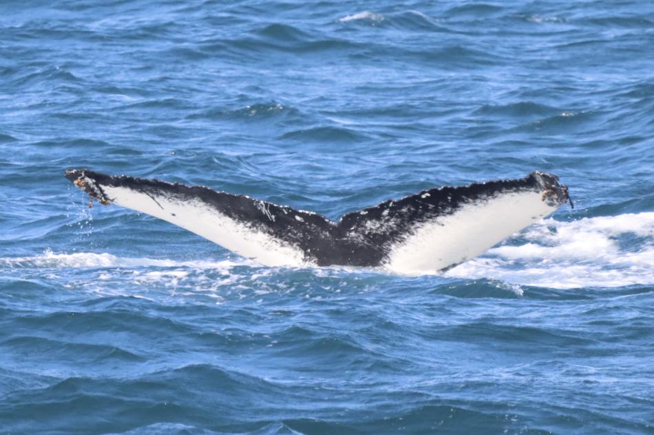 humpback whale fluke