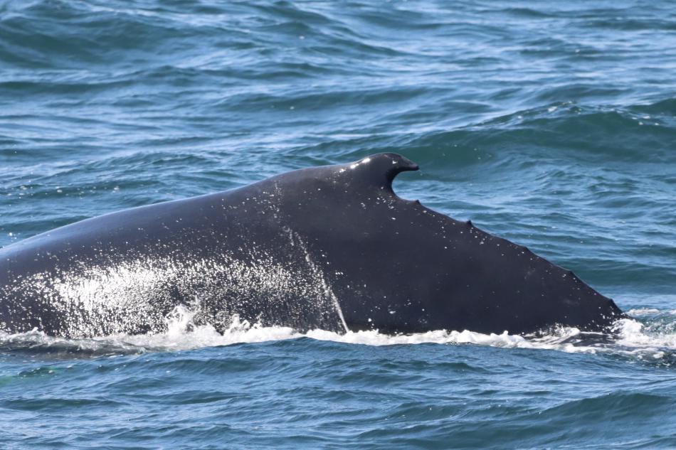 humpback whale