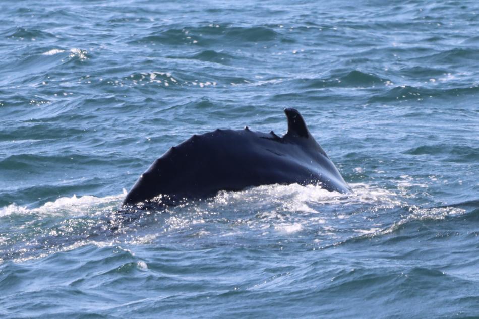 humpback whale