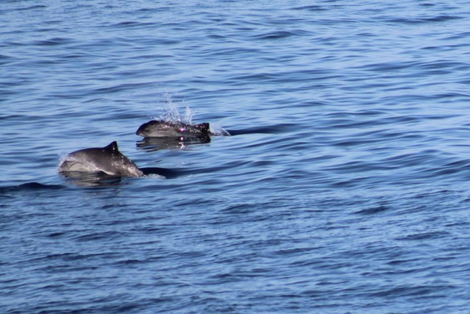 harbour porpoises