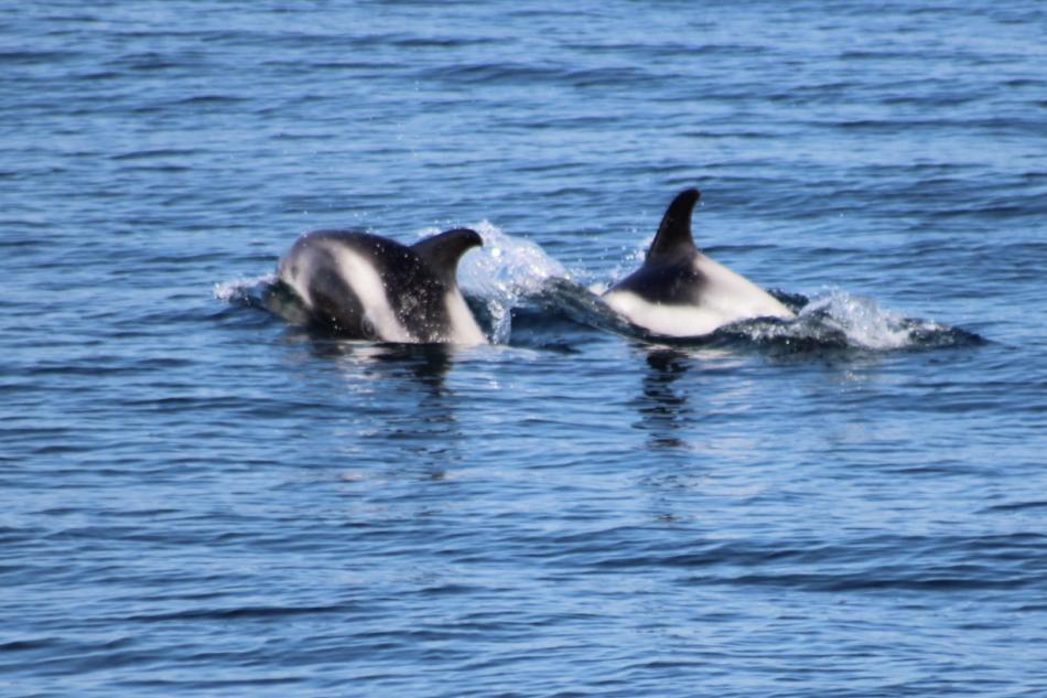 white-beaked dolphins