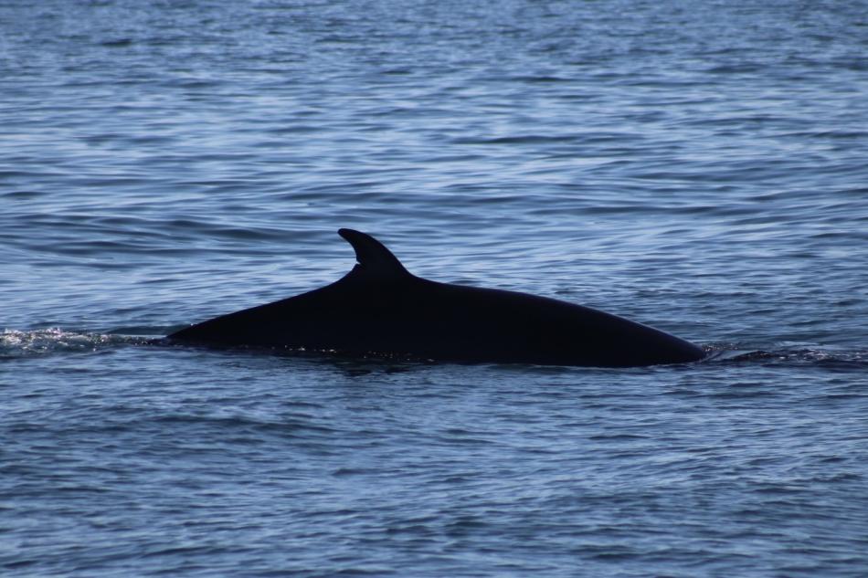 minke whale dorsal fin