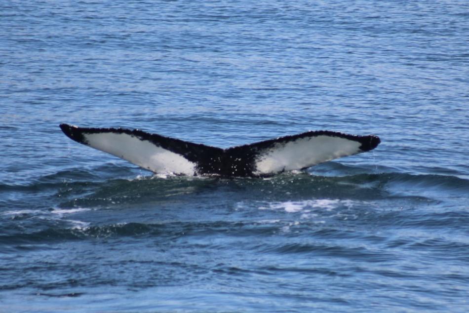 humpback whale fluke