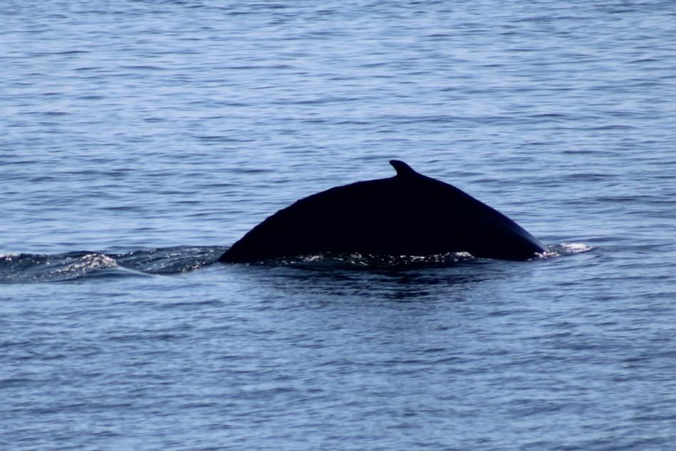 humpback whale dorsal fin