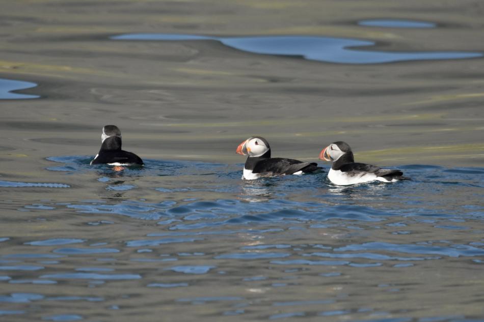 puffins