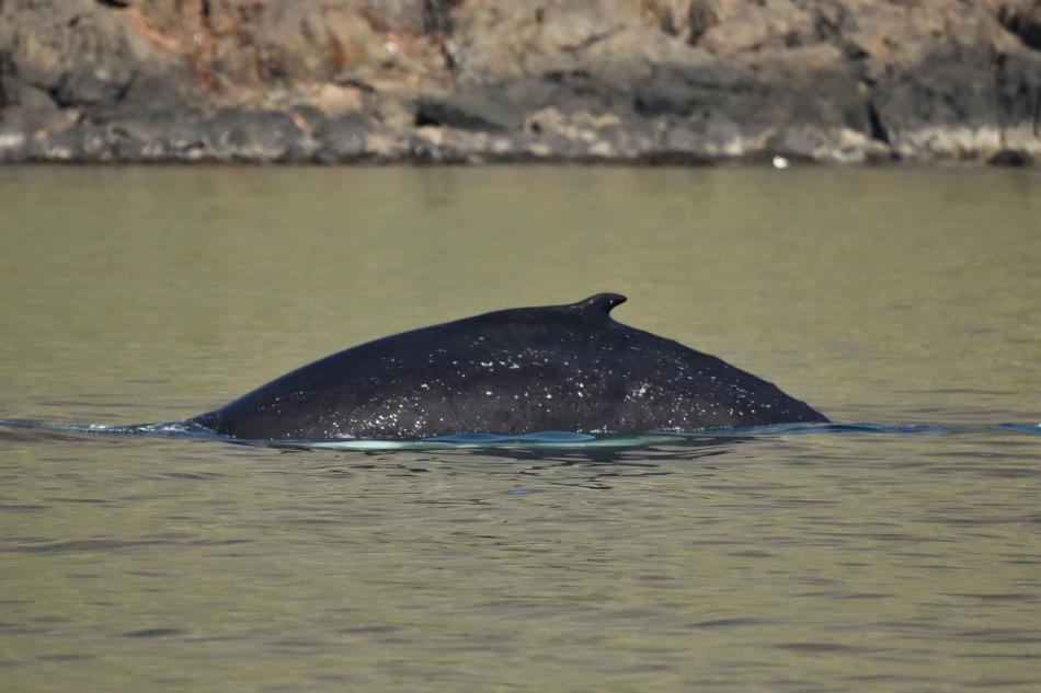 humpback whale