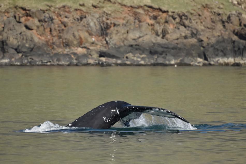 humpback whale fluke