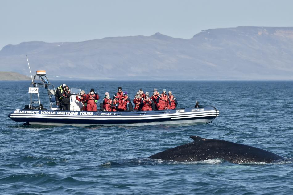 humpback whale near rib boat