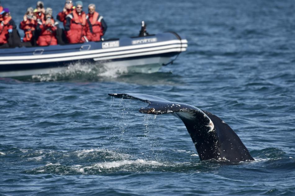 humpback whale close to rib boat
