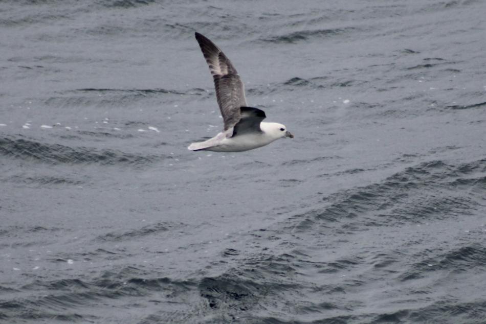 fulmar