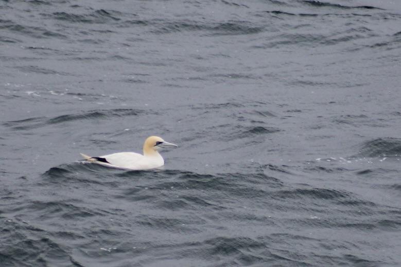 northern gannet