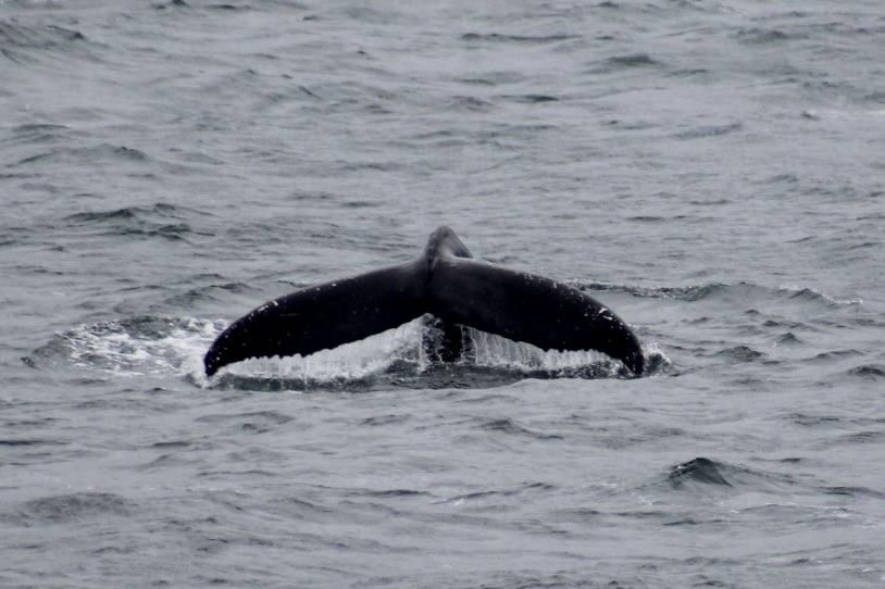 humpback whale fluke