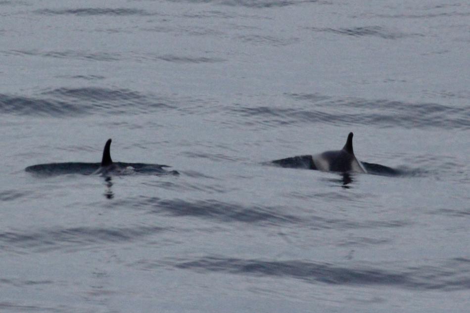 white-beaked dolphins