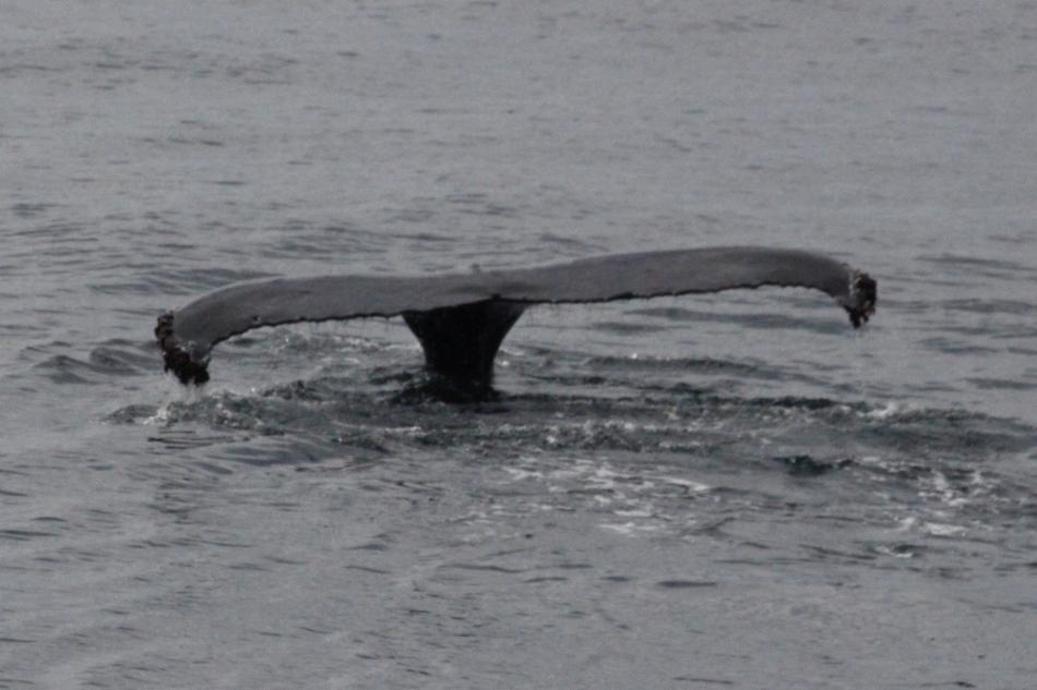 humpback whale fluke