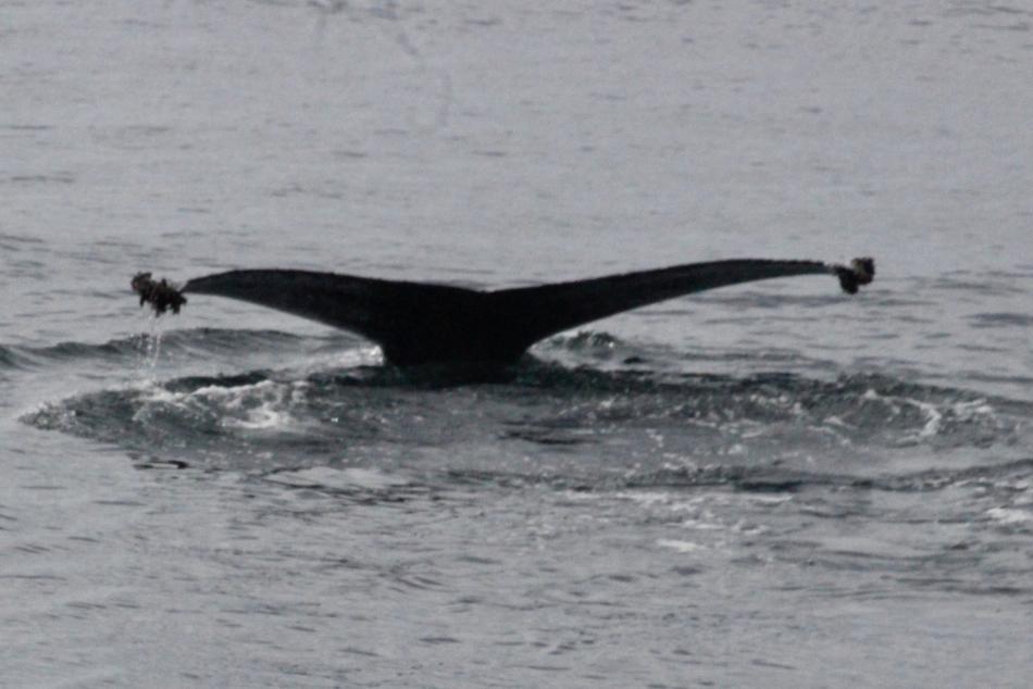 humpback whale fluke