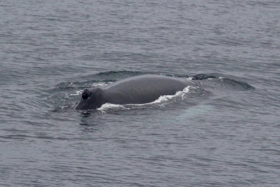 humpback whale