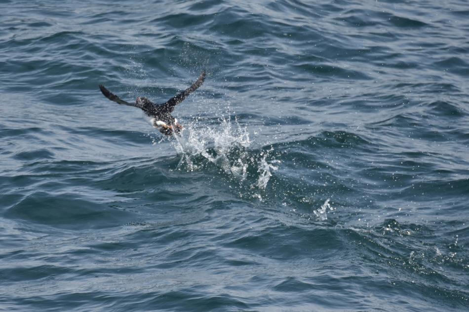 atlantic puffin