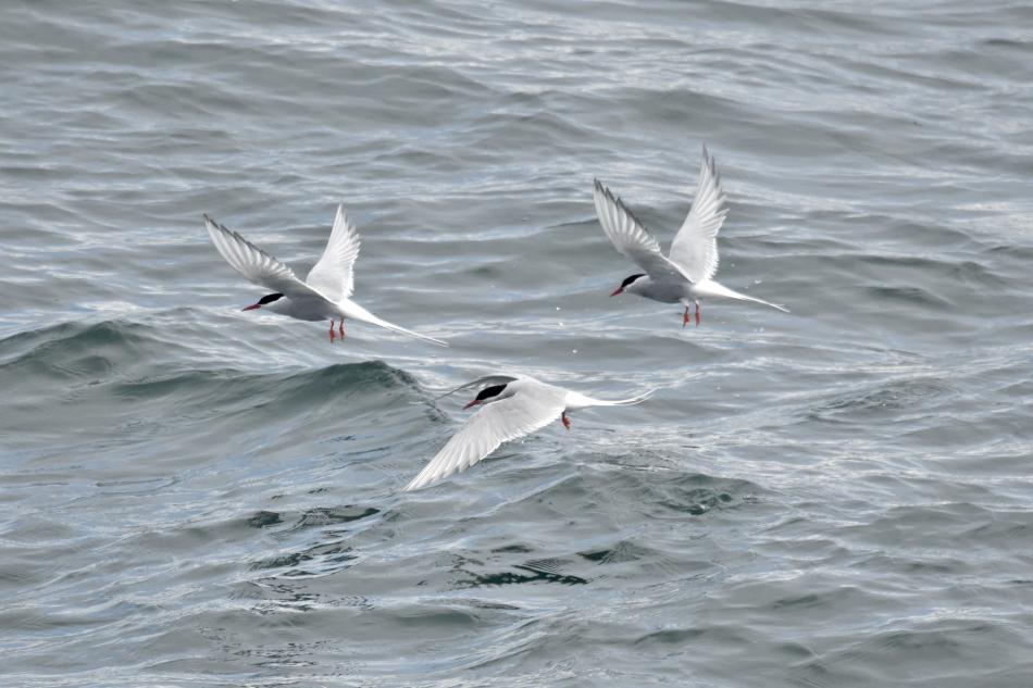 arctic terns