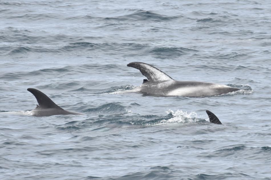 white-beaked dolphins