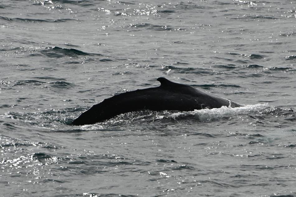 humpback whale
