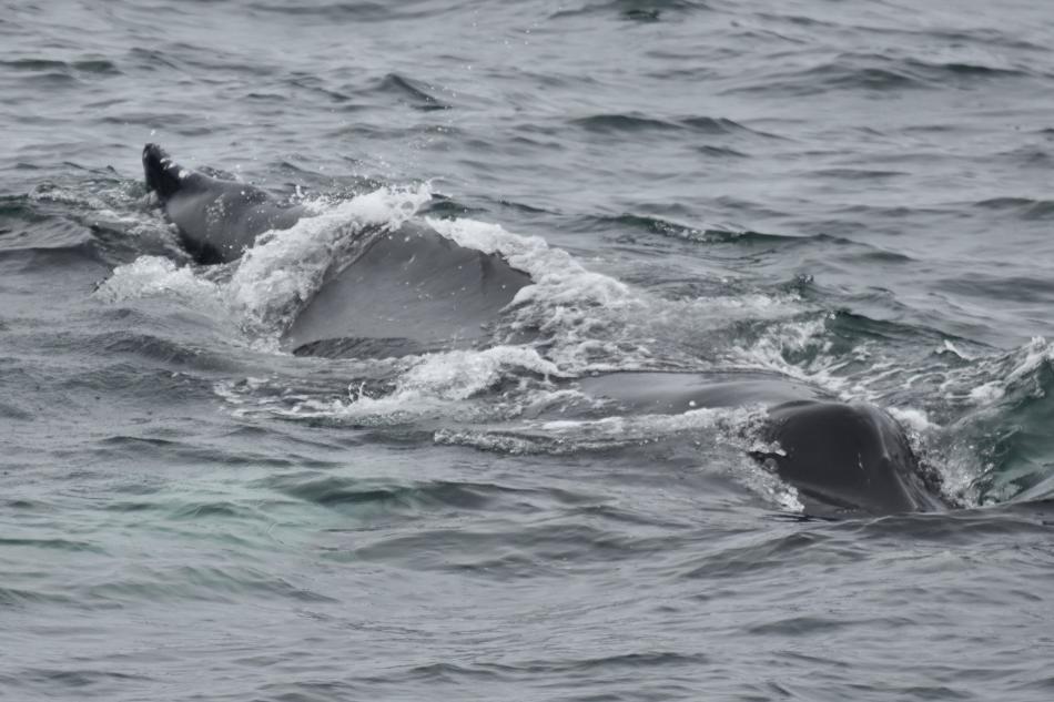 humpback whale