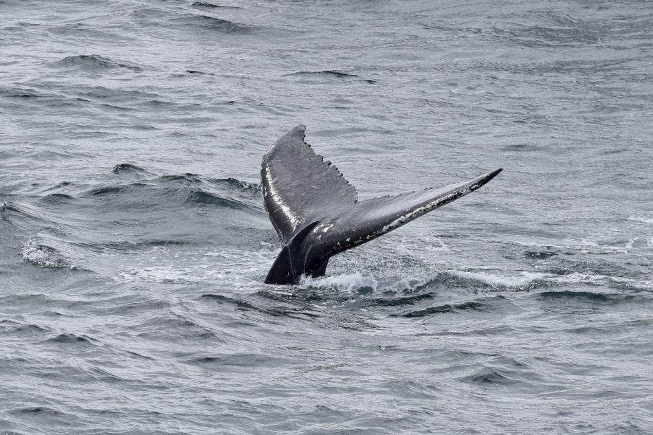 humpback whale fluke