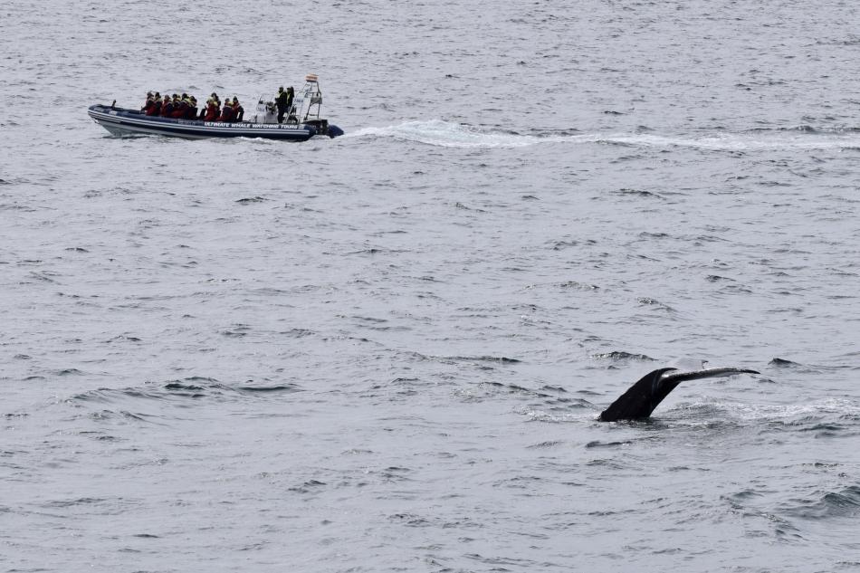 humpback whale and rib boat