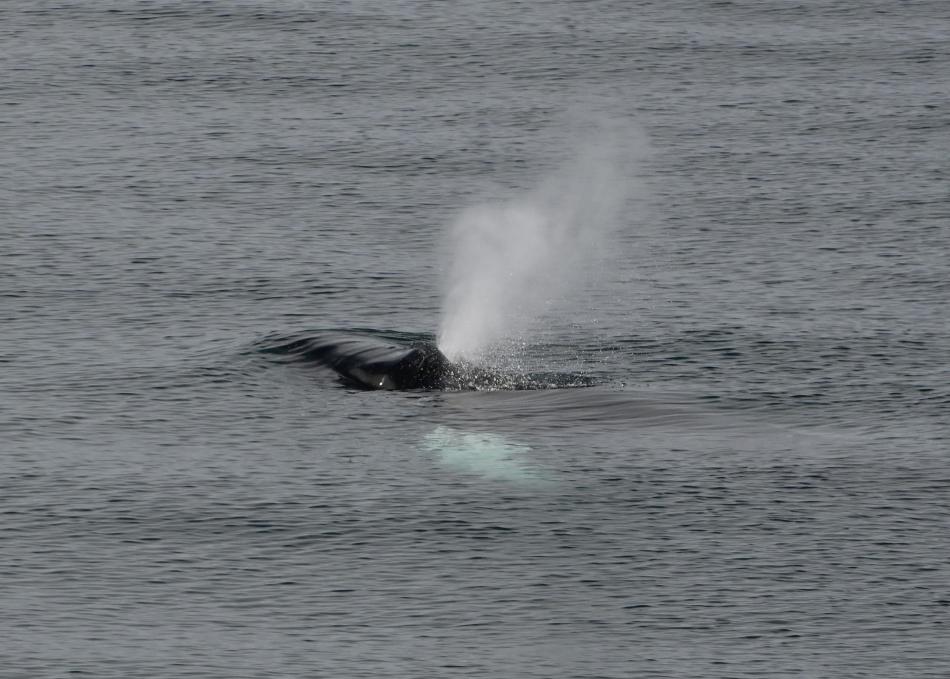 humpback whale breath