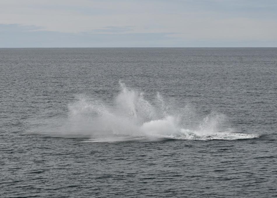 humpback whale breaching aftermath