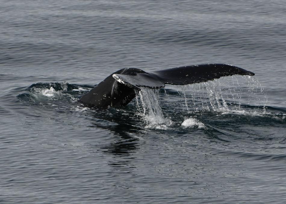 humpback whale dorsal fin