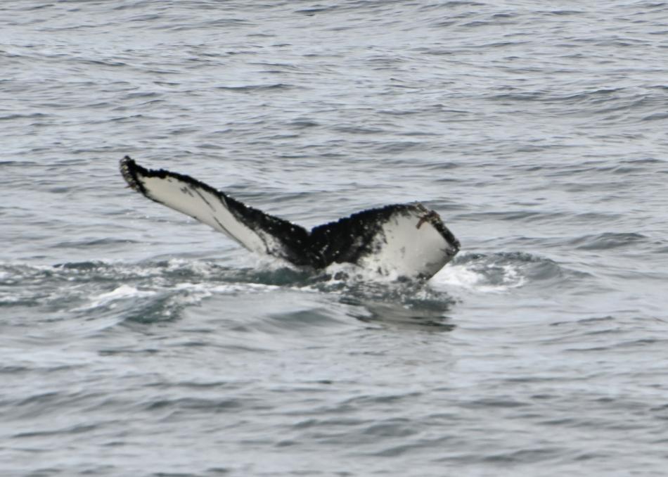 humpback whale fluke