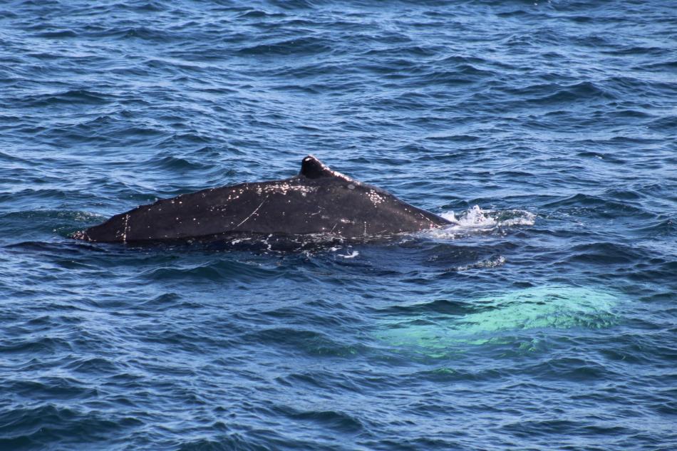 humpback whale dorsal fin