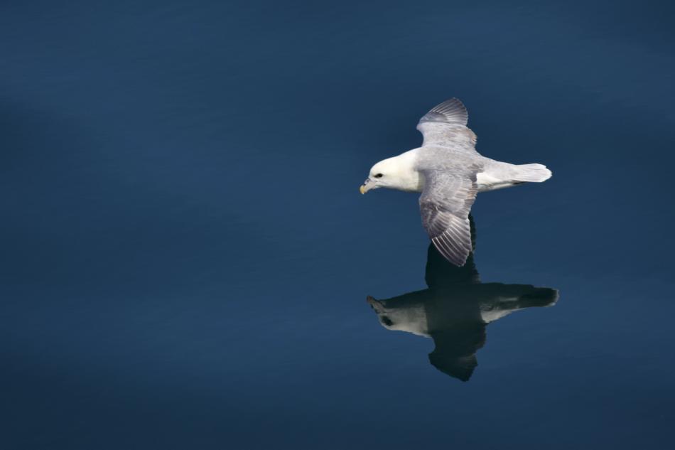 northern fulmar