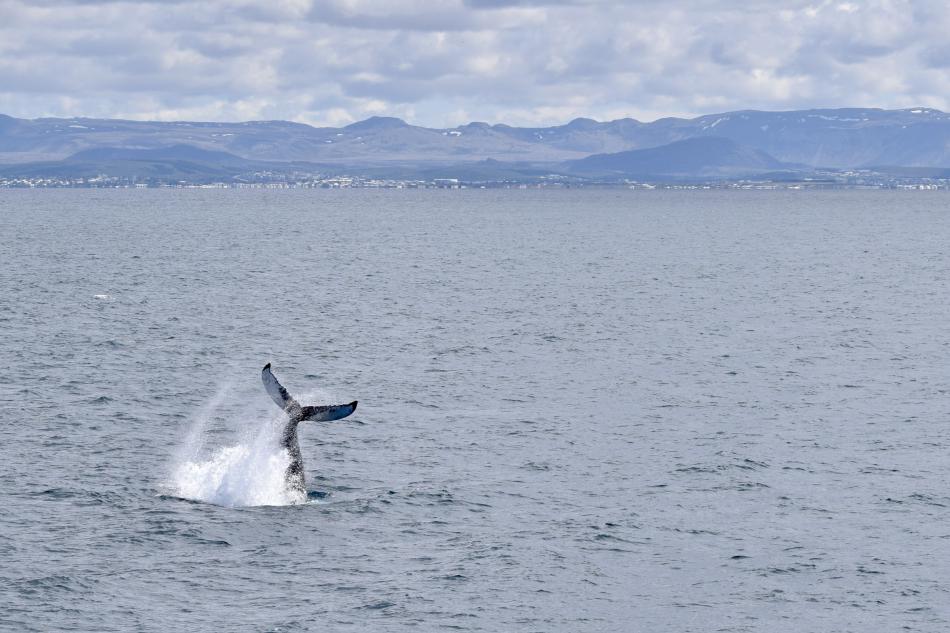 humpback whale peduncle throw