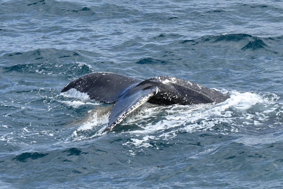humpback whale poops