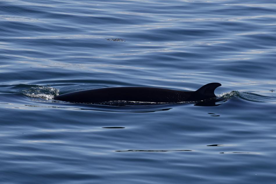 minke whale dorsal fin